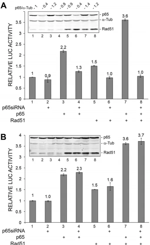 Figure 3. Effect of ectopic expression of Rad51 and siRNAs on JCV early promoter reporter expression