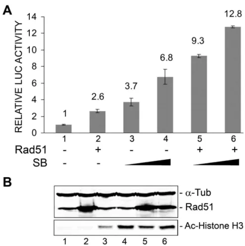 Figure 6. Effect of ectopic expression of Rad51 and sodium butyrate treatment on JCV early promoter reporter expression