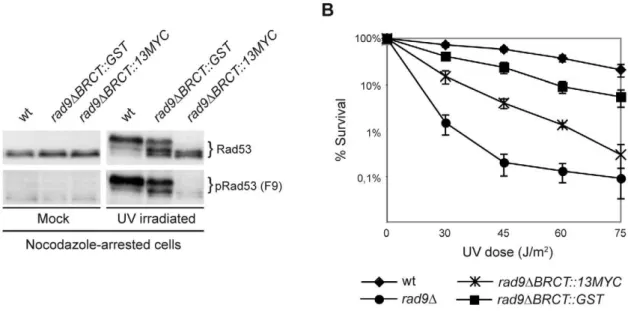 Figure 3. GST-driven Rad9 dimerization allows M checkpoint function regardless of Rad9 chromatin binding
