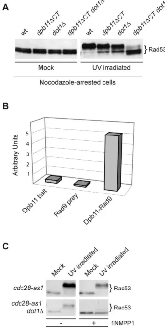 Figure 4. A cell cycle–dependent interaction between Dpb11 and Rad9 may regulate the Dpb11-dependent pathway