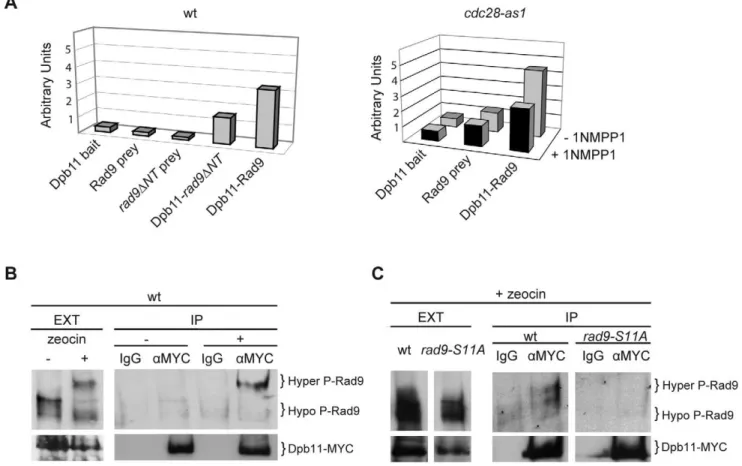 Figure 6. CDK1-dependent phosphorylation of S11-Rad9 modulates Rad9-Dpb11 interaction