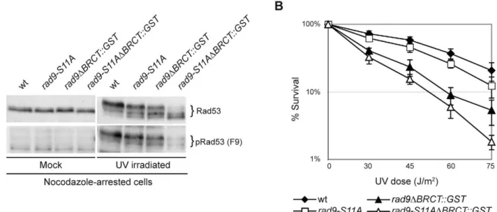 Figure 8. Partial checkpoint activation after forced Rad9 dimerization in M phase acts through the Dpb11-dependent checkpoint pathway