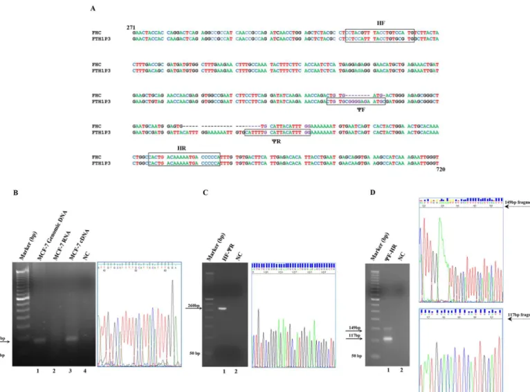 Fig 1. Panel A. Alignment of the sequences of the FHC mRNA and the FTH1P3 pseudogene from nt