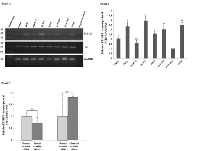 Fig 2. Panel A. RT-PCR analysis of FTH1P3 transcript in the cancer cell lines Capan, HeLa, SKOV-3, MCF-7, K562, LxF-289, HCC1937, H460