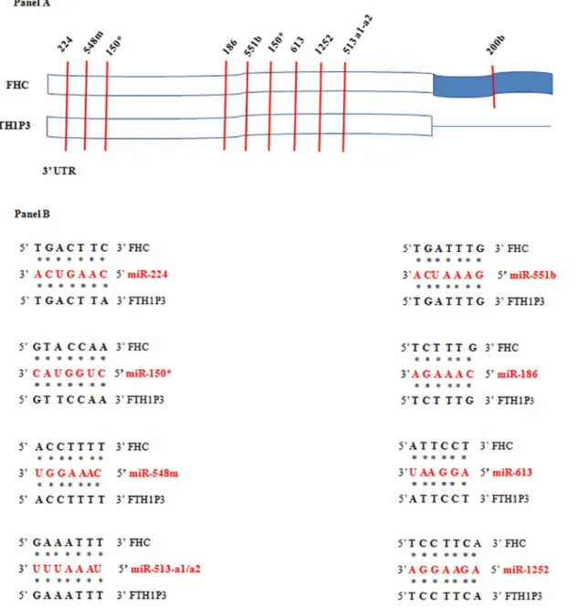 Fig 3. MRE in silico analysis. Panel A. The 3’UTRs of FHC and FTH1P3 contain a highly conserved domain (in white) in which several common MRE, indicated by vertical bars, have been identified