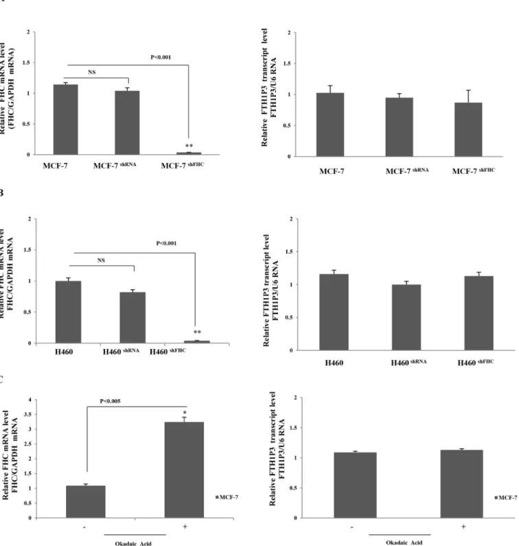 Fig 4. Panel A. qPCR of FHC and FTH1P3 transcripts in wt, shRNA and shFHC transduced MCF-7 cells