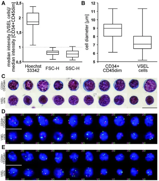 Figure 6. Cytometric and karyotypic analysis of CD34+CD45dim cells and VSEL cells. A) Comparison of the median Hoechst 33342 fluorescence, FSC-H and SSC-H of CD34 + CD45 dim cells and VSEL cells, respectively (n = 15); B) Cell diameter of freshly FACS sort