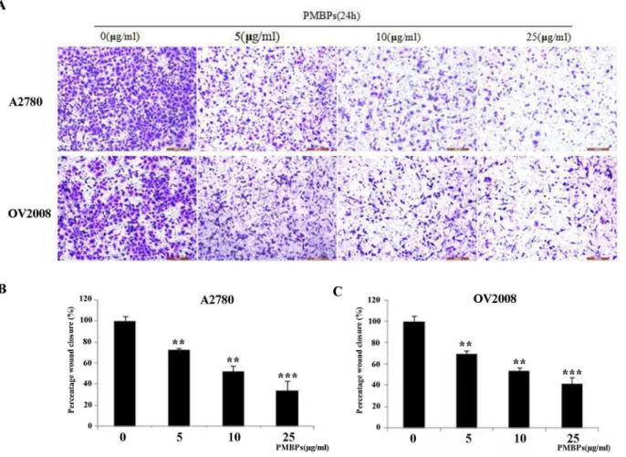 Fig 6. PMBPs impaired the migration and invasion of ovarian cancer cells as assessed by transwell chamber assay
