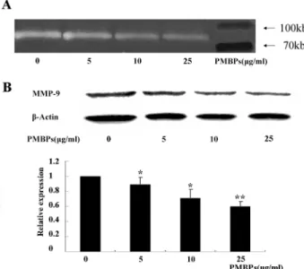 Fig 7. PMBPs suppress MMP-9 activity and expression. The cells were treated with PMBPs (0, 5, 10, 25 μg/ml) for 24 h