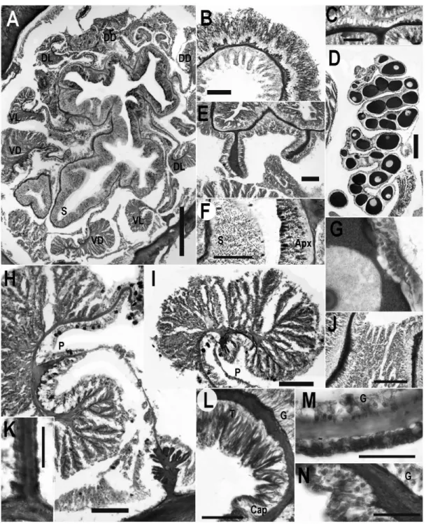 Figure 3.  Internal anatomy and histology of Edwardsiella andrillae n. sp.  All scale bars =100µm unless otherwise noted