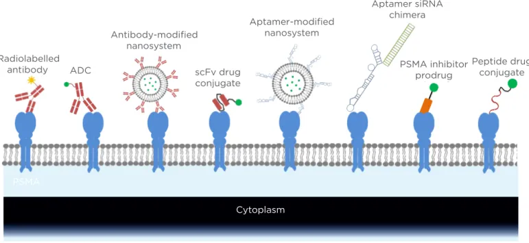 Figure 1: Targeting strategies of PSMA-speciic ligands in prostate cancer diagnosis and therapy.