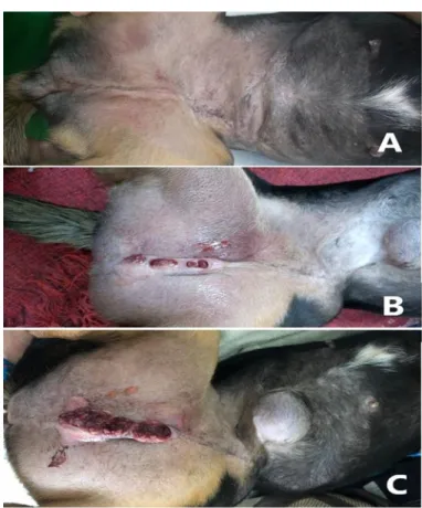 Figura  2  -  Canino,  SRD,  fêmea,  10  anos  de  idade  diagnosticado  com  neoplasia  mamária