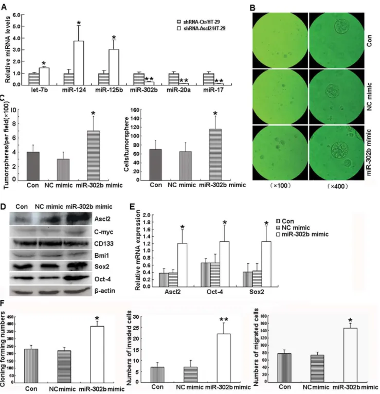 Figure 8. Transfection of miR-302b mimic in shRNA-Ascl2/HT-29 cells restores their ‘stemness’ characteristics and recovers their cellular behaviors in vitro