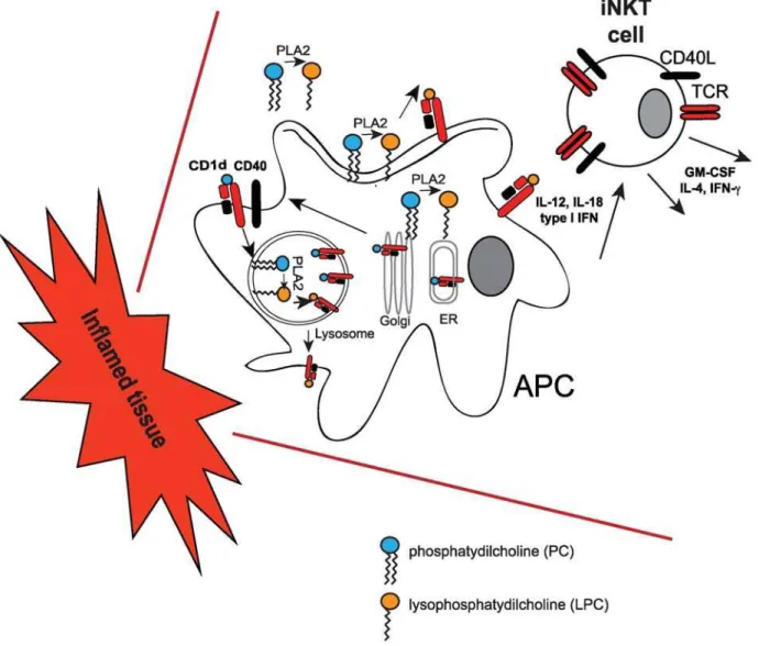 Figure 2. iNKT-cell activation by lysosphospholipids. During inflammation cytoplasmic, membrane and secreted phospholipases (such as PLA2) produce lysophospholipids (such as LPC) from cellular phospholipids