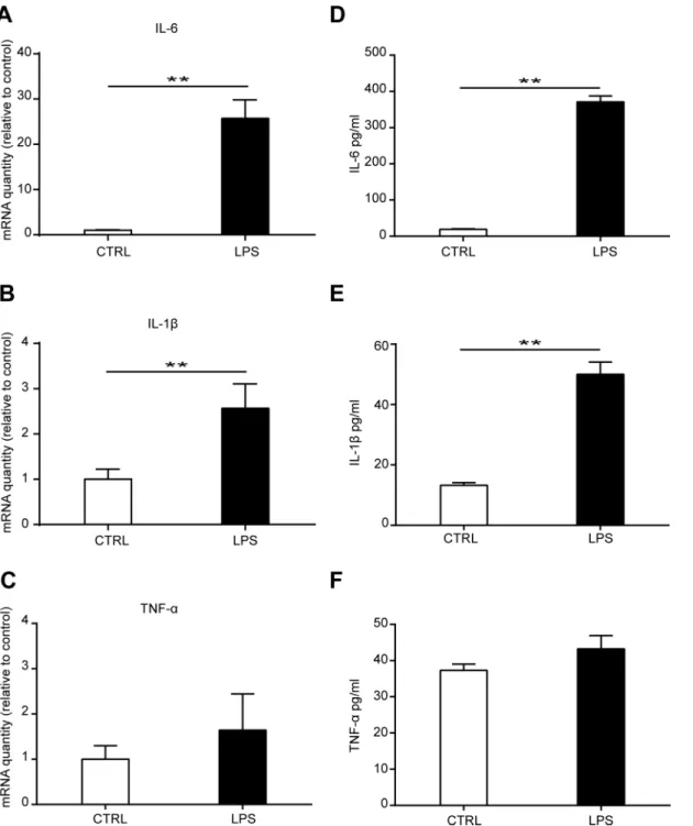 Fig 4. Effects of LPS treatment on cytokine production of MSCs. MSCs were treated with 1000 ng/ml LPS for 3 days