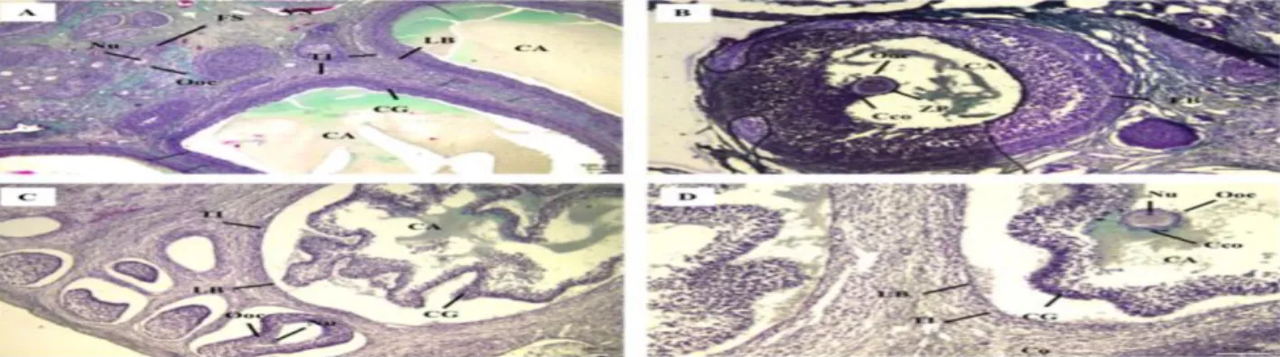 Figura 01: Exemplos de classificação da morfologia folicular.  (A e B) folículos normais - células da granulosa (CG) em grande  quantidade, aderidas à lâmina basal (LB), com células da teca interna (TI) e externa (TE) organizadas, sem presença de núcleos (