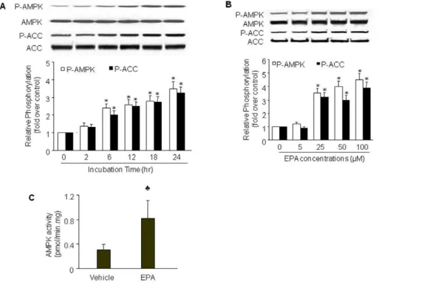 Figure 1. EPA activates AMPK in BAEC. BAEC were treated with (A) 25 mmol/L EPA for the indicated times or (B) varying concentrations of EPA for 24 h