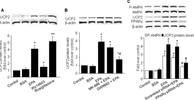 Figure 4. EPA stimulates UCP-2 expression via a PPARc-mediated pathway in BAEC. A, B) Western blot analysis of UCP-2 in EPA- EPA-stimulated BAEC pretreated with 10 mmol/L Wy14643 (PPARa agonist), 10 mmol/L rosiglitazone (PPARc agonist), 10 mmol/L MK886 (PP