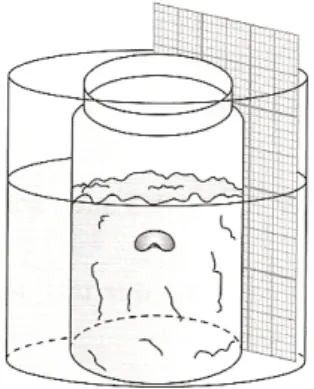 Figura 2 – Dispositivo para a  germinação do feijão