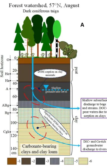 Figure 6. Scheme of DOC pathways within the soil profile and to the river. (a) In forest watershed of the south, permafrost-free zone (57 ◦ N)
