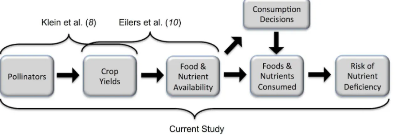 Fig. 1. Conceptual framework of the influence of pollinators on risk of nutrient deficiency