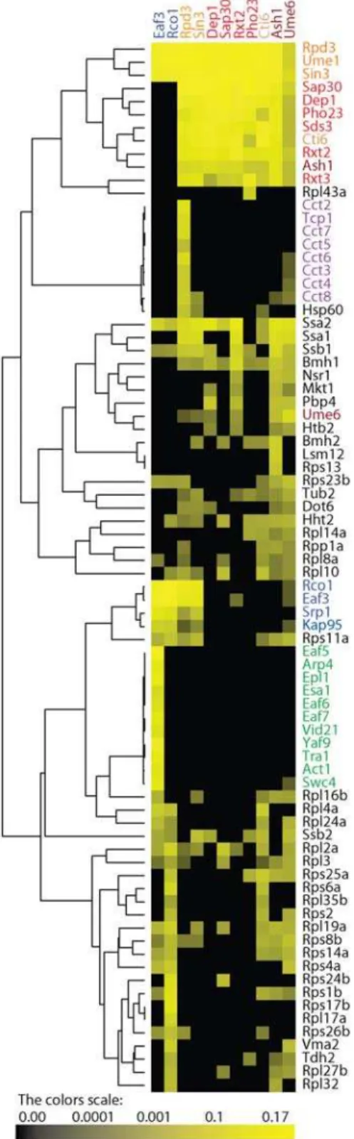 Figure 1. Hierarchical clustering on the wild-type purifications.