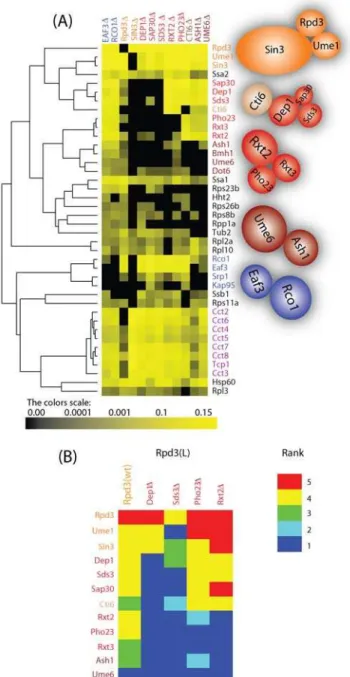 Figure 3. Analysis of Rpd3-TAP Deletion Strains. (A) Hierarchical clustering on the purifications of Rpd3-TAP in different deletion strains.