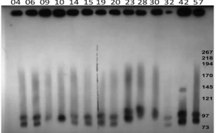 Figure 2. PFGE Southern blot of plasmids from NE C. perfringens poultry strains. Southern blotting of PFGE (Figure 1) was performed with DIG-labelled probes for netB and hdhA