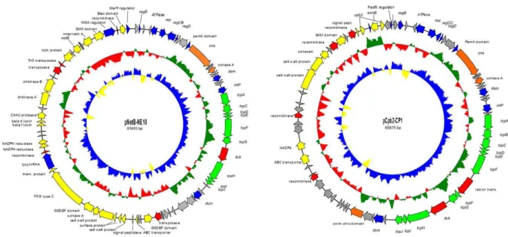 Figure 4. Comparative analysis of C. perfringens conjugative plasmids. Comparative analysis of the sequenced NE plasmids pNetB-NE10 and pCpb2-CP1 and the published Cp plasmids pCPF5609, pCPF4969, pJIR3535, pJIR3844, pCPPB1, p8533etx and pCW3