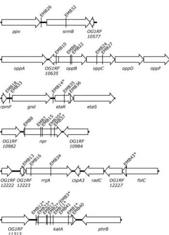 Figure 3. Genomic context of loci for which two or more independent catalase-deficient transposon insertion mutants were obtained