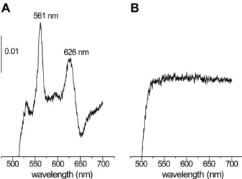 Figure 4. Light absorption spectra. Difference (dithionite-reduced minus air-oxidized) absorption spectra of cytoplasmic membranes isolated from strain OG1RF (A) and EMB4 (B) grown in the presence of hemin