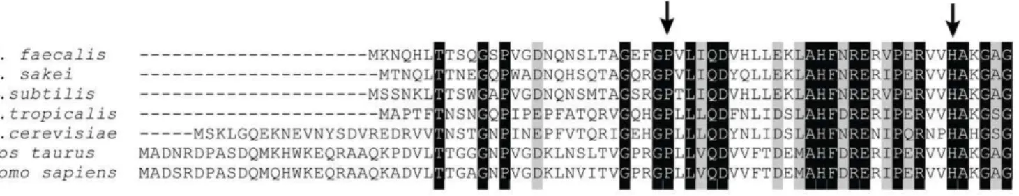 Figure 5. Sequence alignment of catalase polypeptides. Multiple amino acid sequence alignment of six catalases showing conserved residues in the N-terminal arm