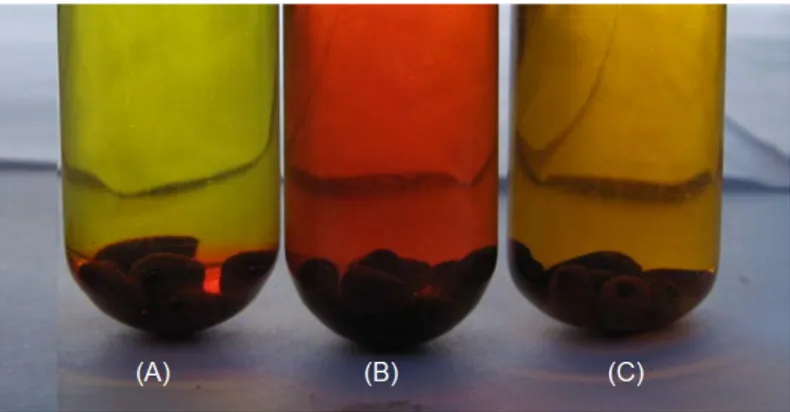 Figura 3: Sementes de Urucum imersas em (A) solução de NaCl; (B) Álcool anidro e (C) Gasolina sem a  percentagem de álcool