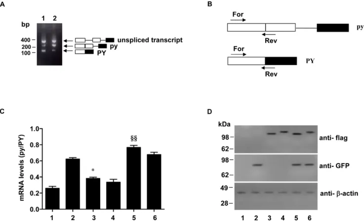 Figure 4. Effect of Atx1 overexpression on alternative splicing of pyPY. A. Alternatively spliced transcripts from cells expressing the pyPY minigene