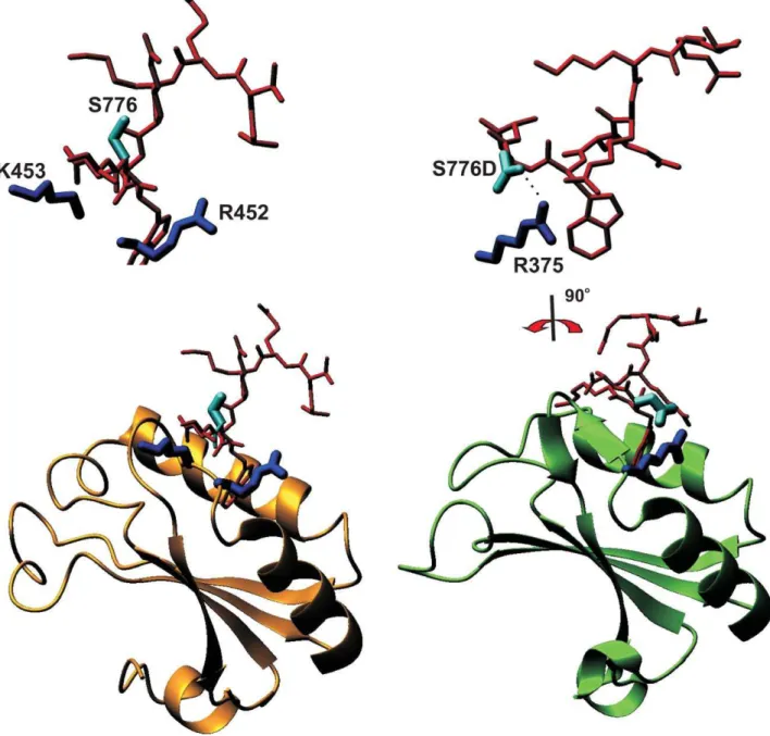 Figure 6. Structural models of U2AF65 and SPF45 in complex with the Atx1 native and S776D mutant ULMs