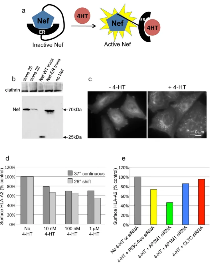 Fig 1. Establishing an inducible Nef system in HeLa cells. a, Schematic representation of the Nef-ER construct and its mode of action