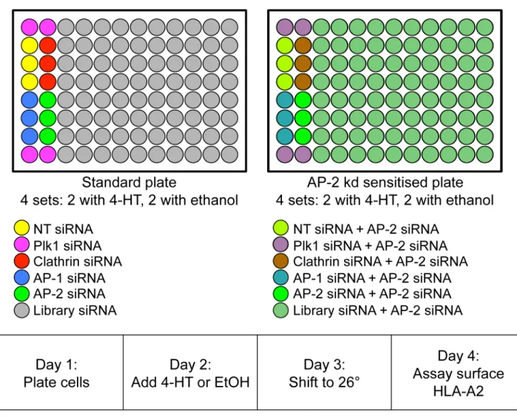 Fig 2. Designing the siRNA library screen. The screen was carried out on four sets of standard plates and four sets of plates that were “ sensitised ” by including siRNA targeting the AP-2 μ2 subunit in every well