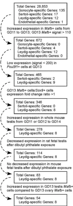 Figure 1. Flowchart showing the steps used to generate the fetal Leydig cell-specific candidate gene list