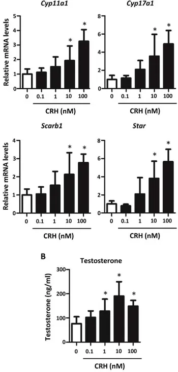 Figure 4. Effects of CRH on steroidogenesis in GD17 rat testis.