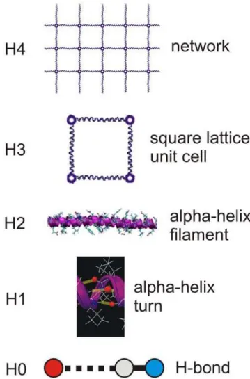 Figure 3. Hierarchical structure of the alpha-helical protein network considered here