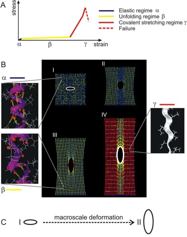 Figure 6. Snapshots of the protein network deformation. Panel A shows a schematic of the characteristic force-extension curve of a single alpha helix (consisting of three regimes) to provide the color code for the snapshots shown below