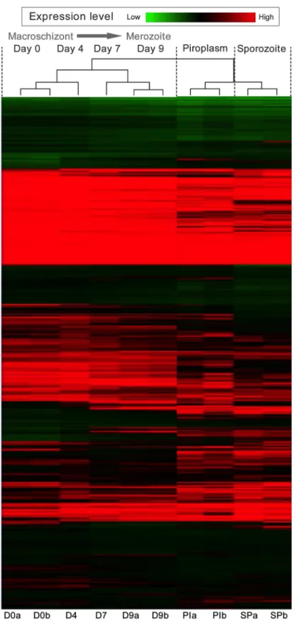 Fig 1. Life cycle stage and differentiation time course associated gene expression profiles in T.