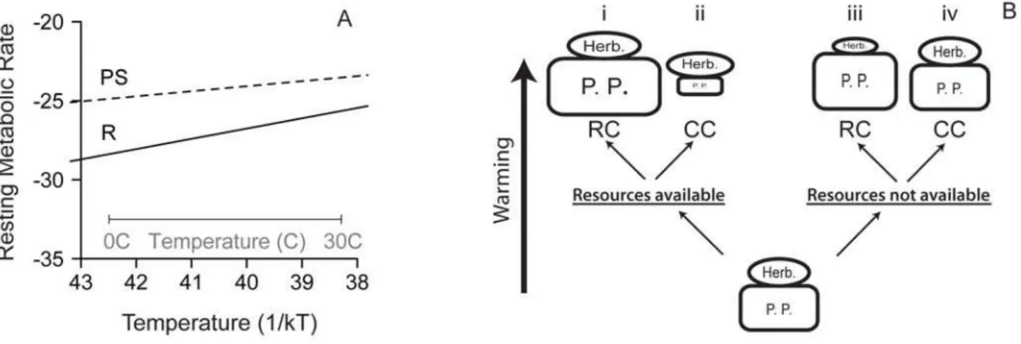 Figure 1. Effects of temperature on metabolism and food web structure. (A) Temperature (1/kT for T in Kelvin) dependence of photosynthesis- (PS, slope = 20.32 eV) and respiration- (R, slope = 20.65 eV) based mass-normalized resting metabolic rate (mmol O 2