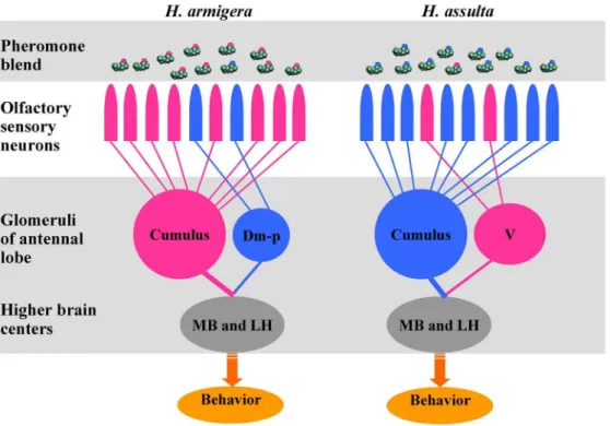 Figure 7. Olfactory processing to the binary pheromone mixtures with reversed ratios in two Helicoverpa species