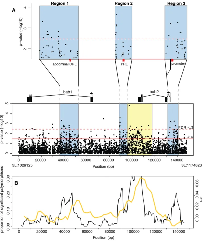 Figure 2. Association mapping of female A6 pigmentation at the bab locus. (A) P-values from a Spearman rank correlation for each polymorphism identified in the bab locus