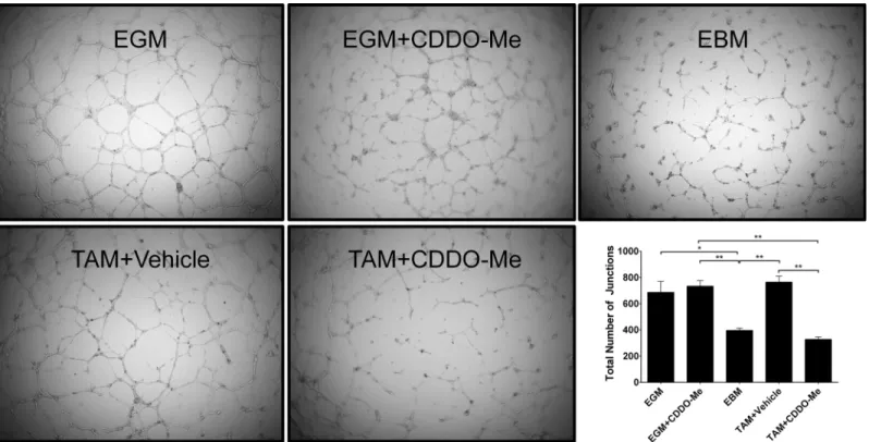 Fig 5. Altered TAM polarization by CDDO-Me inhibits EC vessel formation. F4/80+ tumor associated macrophages (TAMs) were isolated from the tumors of 12-week old female PyMT mice and treated in vitro with DMSO control or CDDO-Me (300 nM) for 16 hrs
