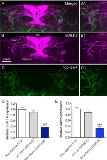 Figure 1. Branches of octopaminergic neurons superimpose those of insulin producing cells (IPCs)