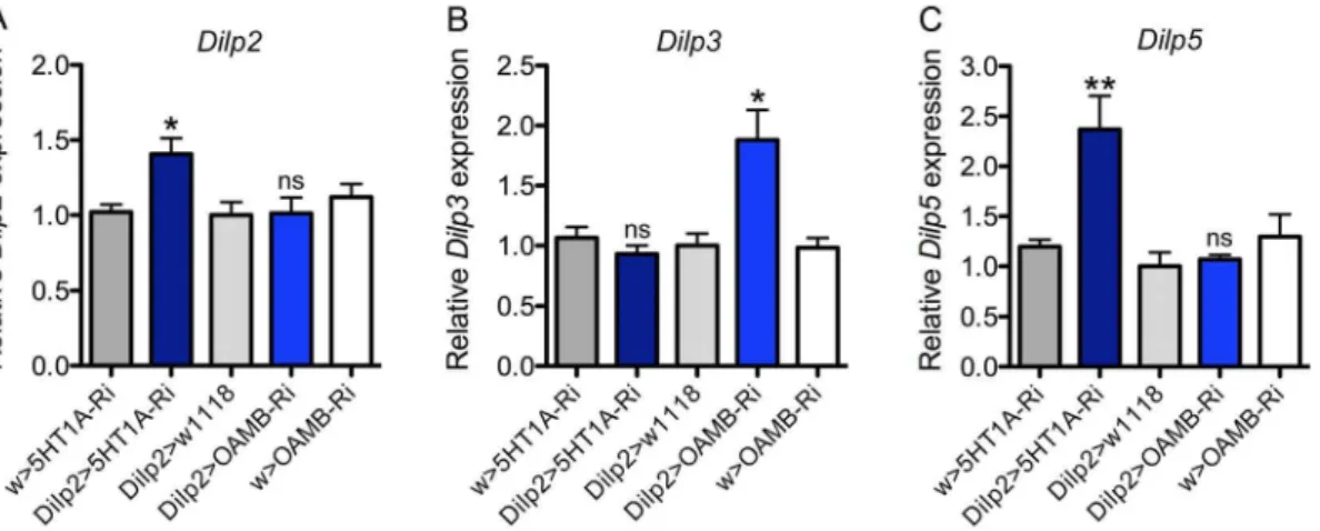 Figure 2. Dilp transcript levels in the brain are affected by 5-HT 1A and OAMB knockdown in IPCs
