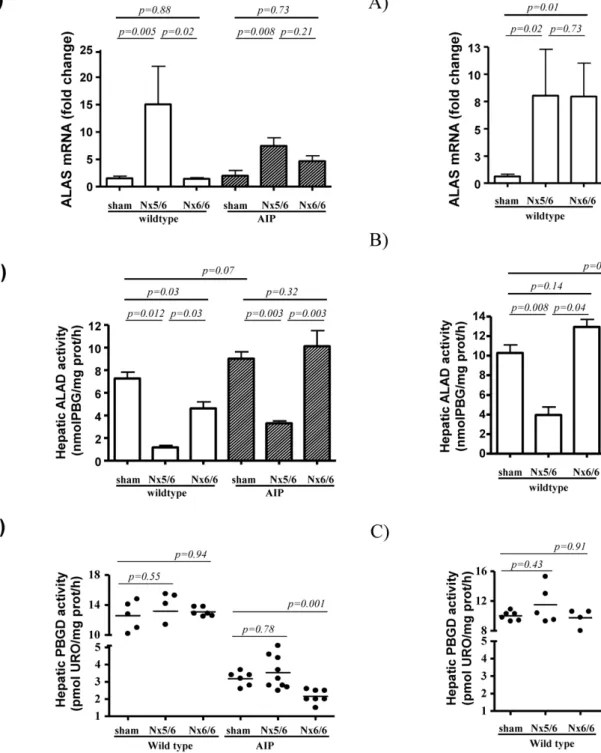 Figure 4. Expression profile of hepatic ALAS, ALAD and PBGD in male wild type and AIP mice suffering from different degrees of renal insufficiency