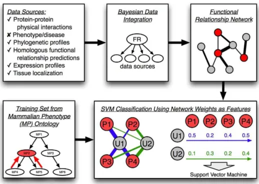 Figure 1. Schematic of our SVM-based functional genomics approach to phenotype prediction
